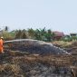 Karhutla Banjarmasin Capai 71 Kejadian, Penanganan Diperkuat dari Darat dan Udara